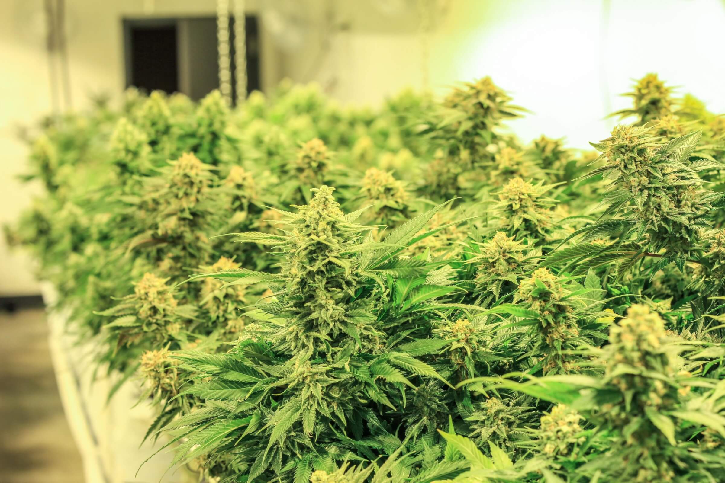 253 Farmacy | Premier Indoor Greenhouse